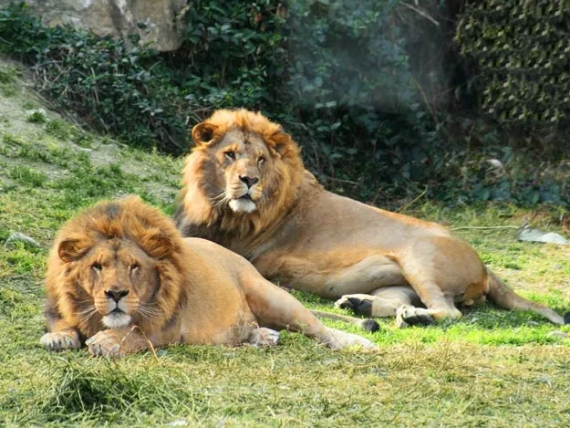 león
