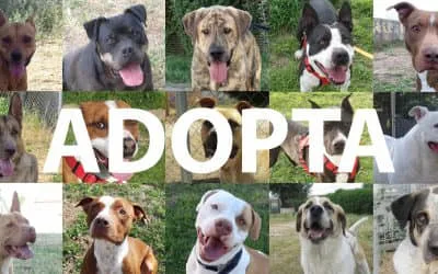 adopta