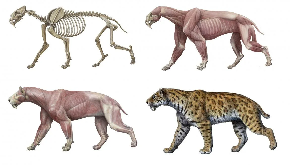 Reconstrucción Smilodon